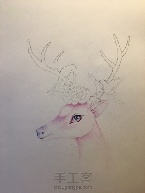 彩铅绘灵鹿🦌 第2步