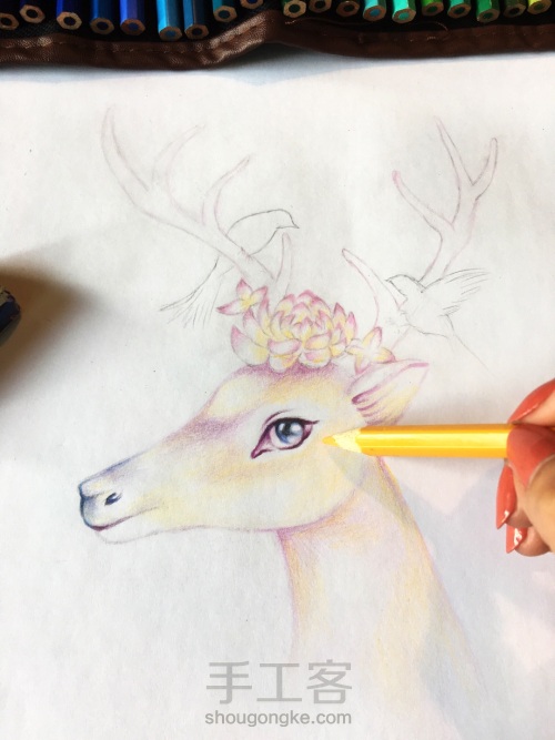 彩铅绘灵鹿🦌 第3步