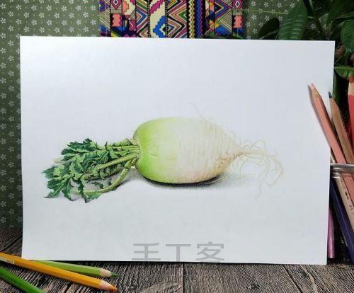 彩铅教程 ‖ 《白萝卜写生》，白萝卜的画法(构图及上色)，了 第1步
