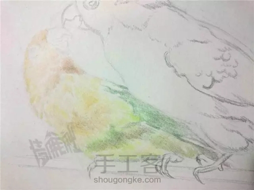 狂虐单身狗，何老师教你画一对彩铅鹦鹉 第4步