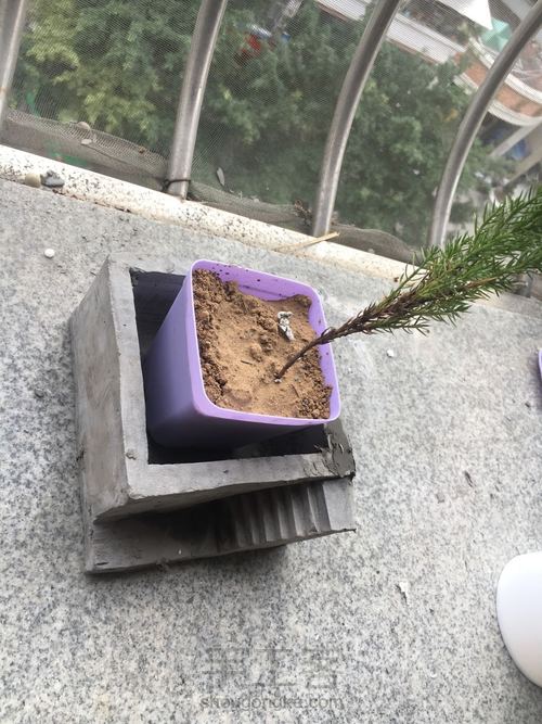 水泥台阶花盆 第11步