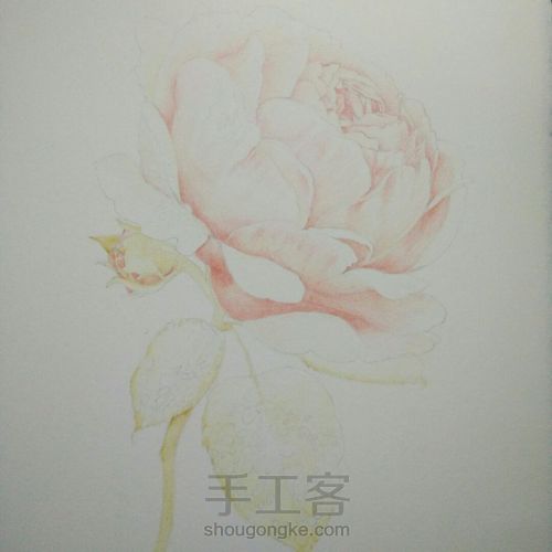 蔷薇花 第2步