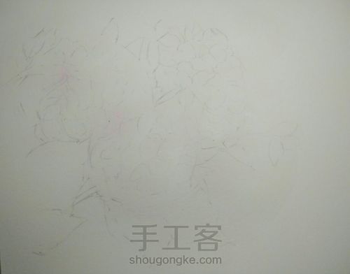 绣球花，水彩 第1步