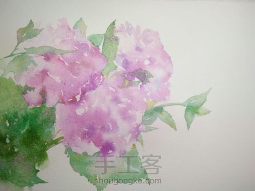 绣球花，水彩 第3步