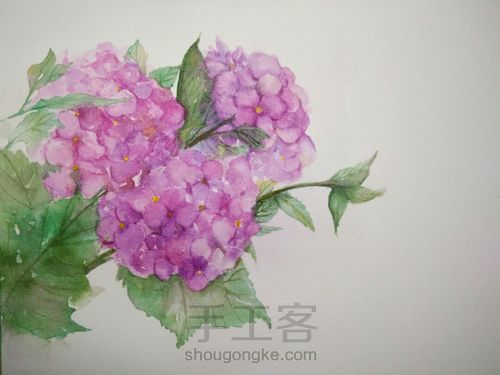 绣球花，水彩 第6步
