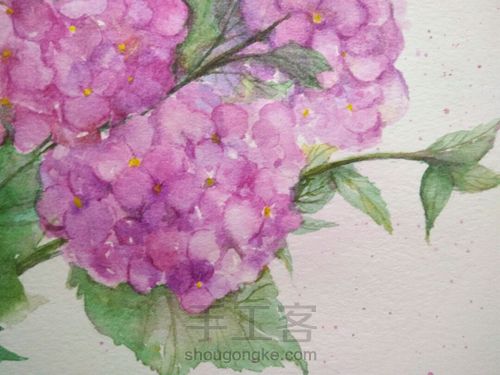 绣球花，水彩 第8步