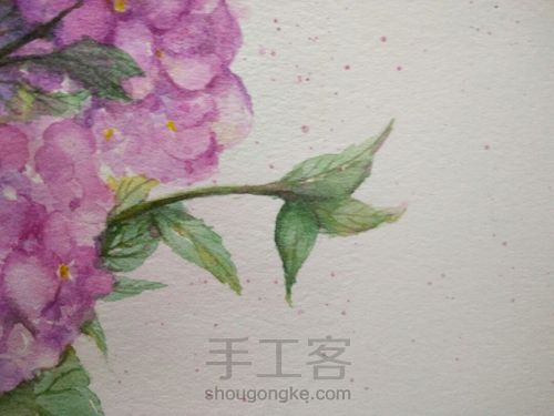 绣球花，水彩 第9步
