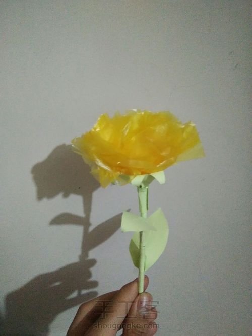 漂亮的康乃馨。(原创) 第1步