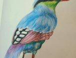 用时四小时，手绘蓝绿鹊，活跃于喜马拉雅山脉，中国南部，东南亚。
