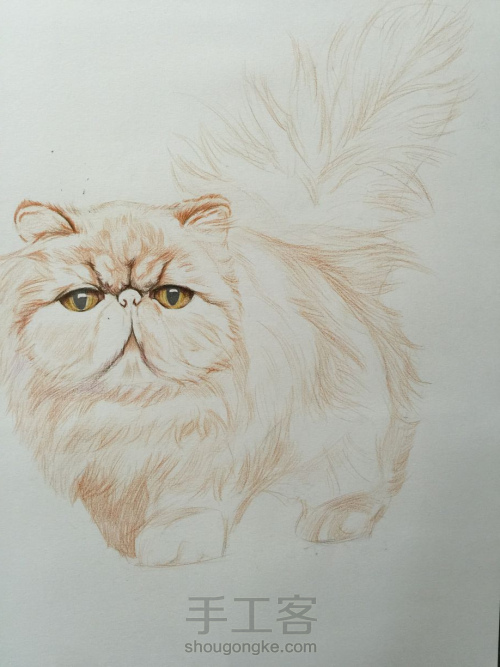 彩铅教程｜学画一只呆萌的彩铅胖猫，喜欢的带走！ 第2步