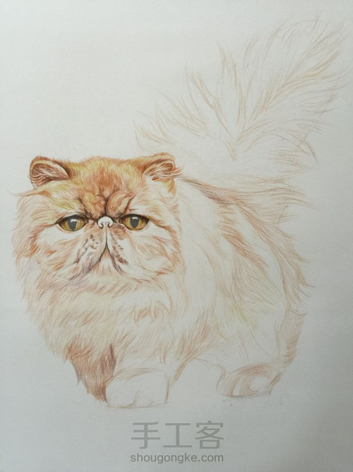 彩铅教程｜学画一只呆萌的彩铅胖猫，喜欢的带走！ 第4步