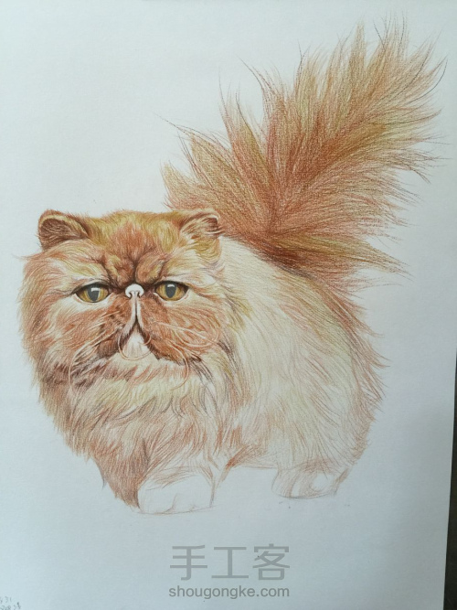彩铅教程｜学画一只呆萌的彩铅胖猫，喜欢的带走！ 第5步