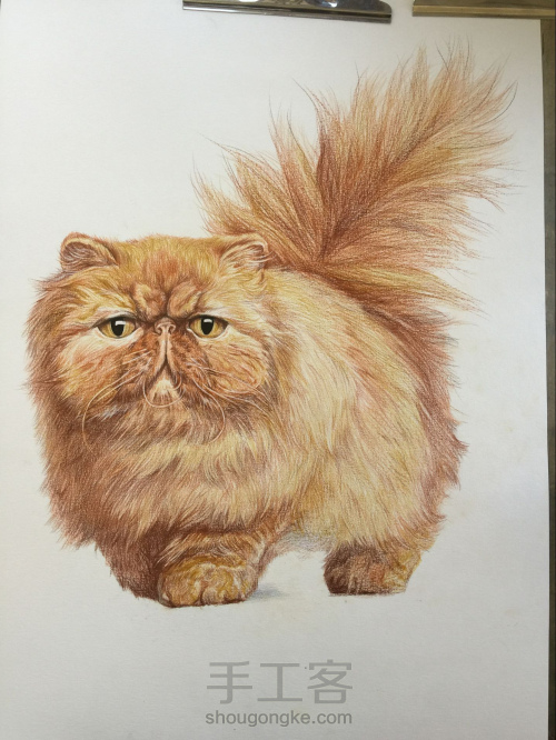 彩铅教程｜学画一只呆萌的彩铅胖猫，喜欢的带走！ 第7步