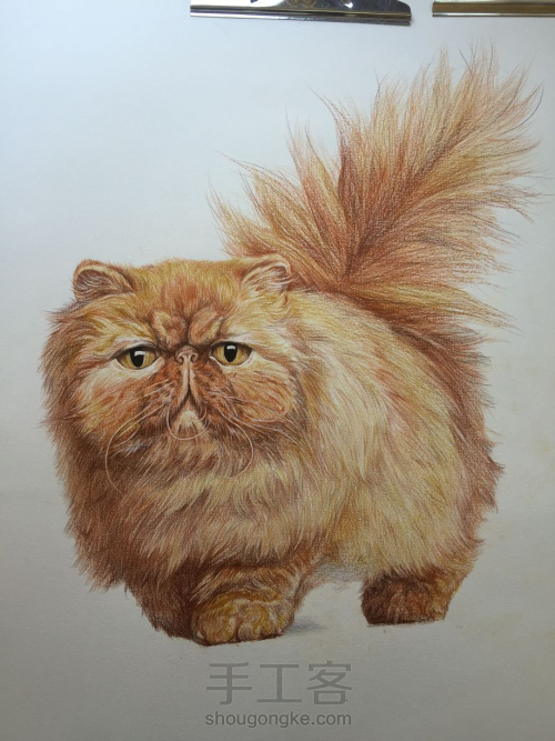 彩铅教程｜学画一只呆萌的彩铅胖猫，喜欢的带走！ 第8步