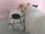 由于经常更换居住地，要带着两只猫咪。所以猫食碗架可以废物改造下次迁移直接丢掉就可以了。