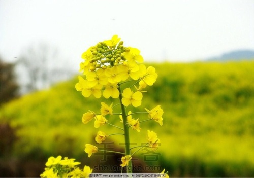 彩铅油菜花 第1步