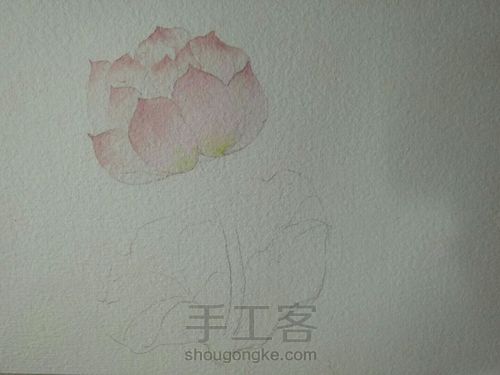 古风水彩单支荷花 第2步