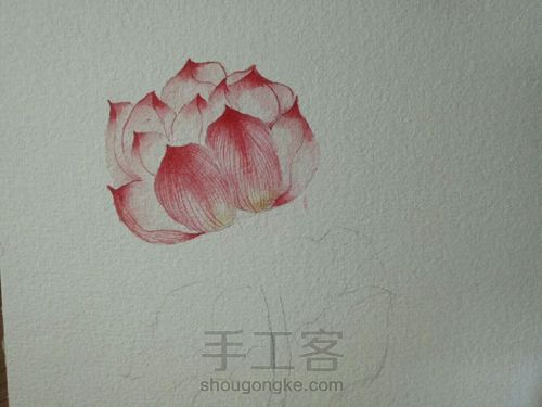 古风水彩单支荷花 第7步