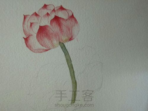 古风水彩单支荷花 第8步