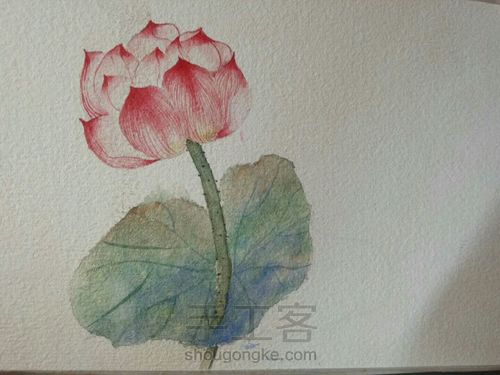 古风水彩单支荷花 第9步