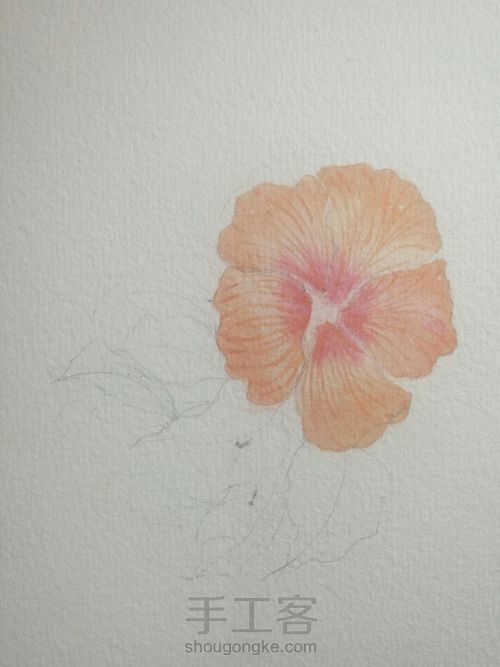 扶桑花:照吾槛兮扶桑,抚余马兮安驱 第7步