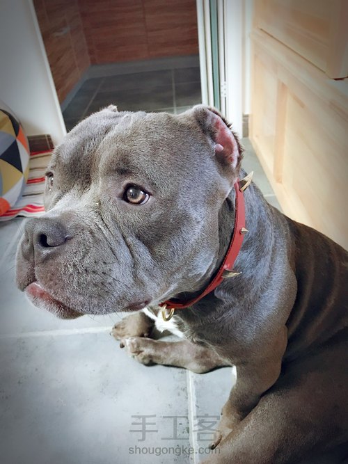 朋克风牛皮宠物项圈项链 第7步