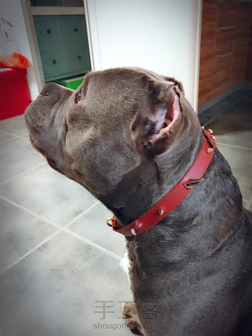 朋克风牛皮宠物项圈项链 第9步