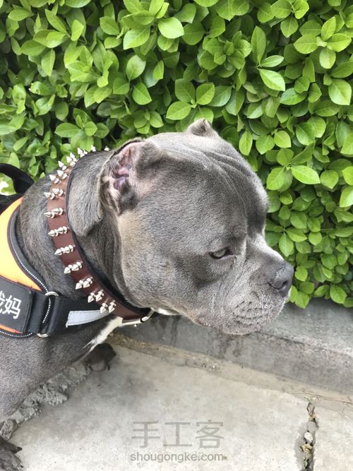 朋克风牛皮宠物项圈项链 第12步