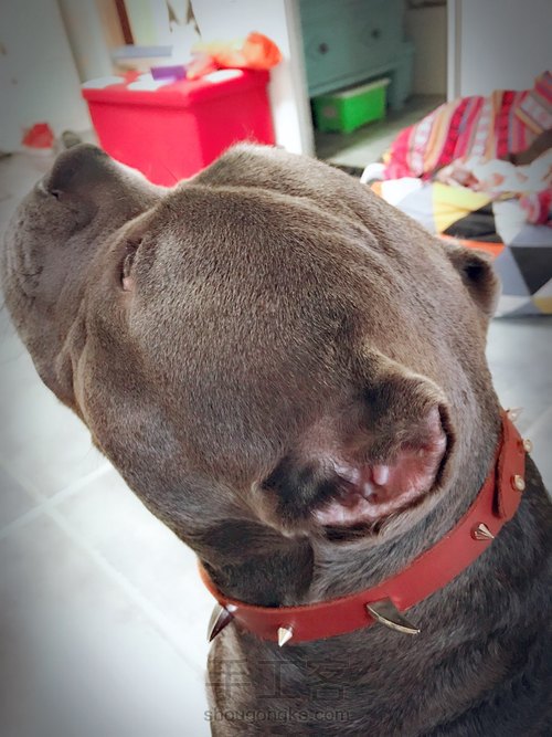 朋克风牛皮宠物项圈项链 第10步