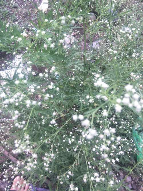 干花制作 第1步