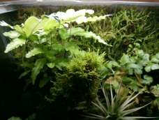 微型雨林缸（生态造景）手工圈