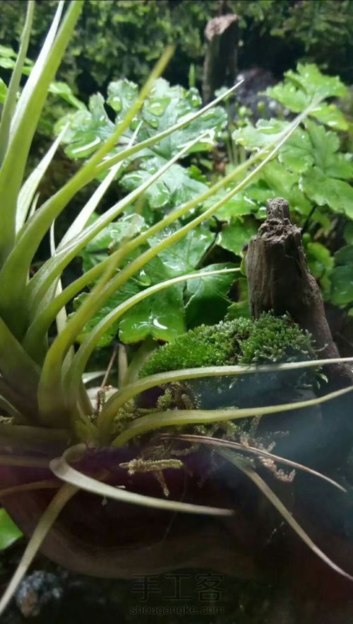 微型雨林缸（生态造景）手工圈 第7步