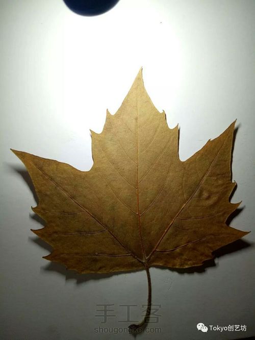 叶雕制作过程分解 第2步