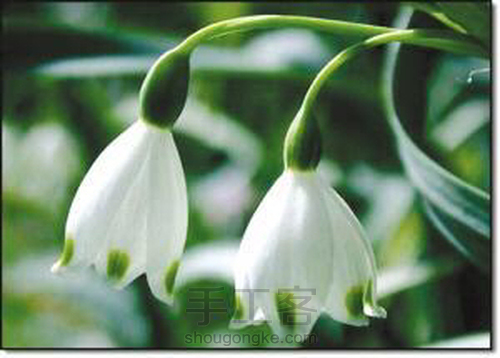 花式木勺之雪滴花 第13步