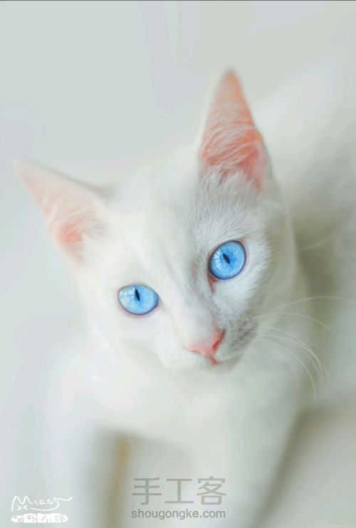猫奴福利：听说她的眼里住着一片蓝色海 第1步