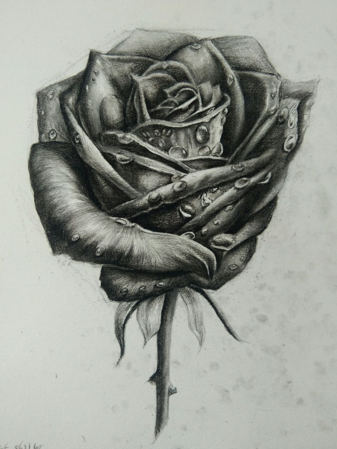 素描玫瑰，难度不高需要耐心