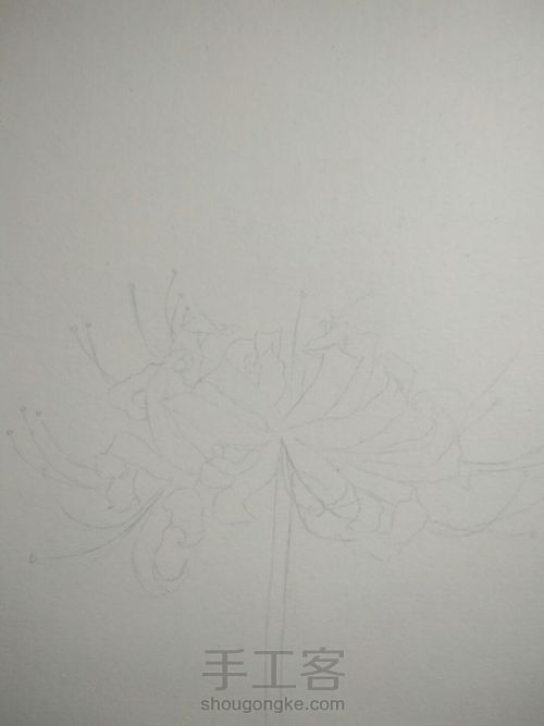 彼岸花画法 第2步