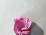 粉色玫瑰
