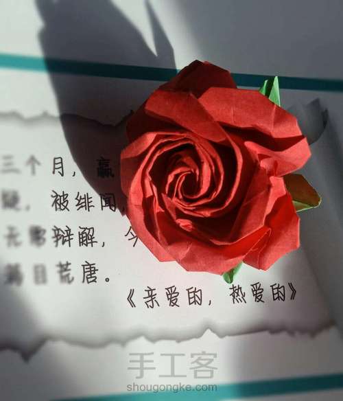 五瓣酒杯玫瑰(实拍) 第40步