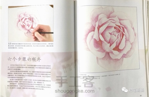 【水彩】玫瑰花绘制教程 第6步