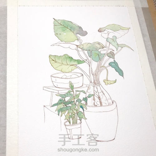 【钢笔淡彩】植物手绘临摹 第5步