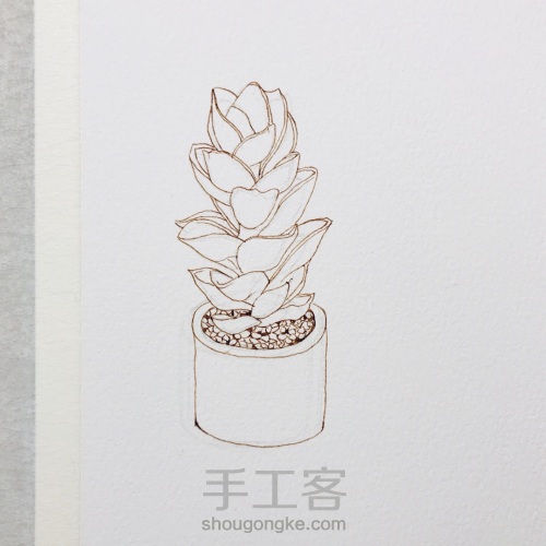 【钢笔淡彩】多肉植物小盆栽 第5步