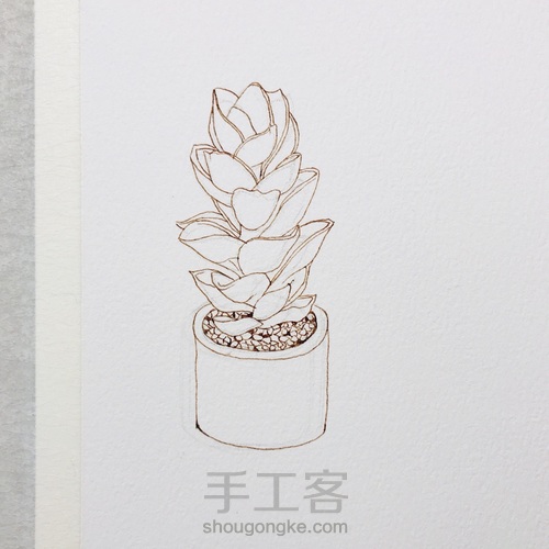 【钢笔淡彩】多肉植物小盆栽 第5步