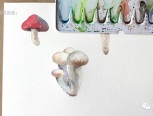 手绘水彩菌菇