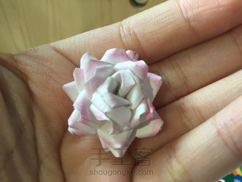 美腻的多肉白牡丹〖原创〗 第21步