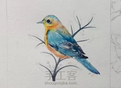 水彩教程：花鸟集系列4《啼春》 第7步