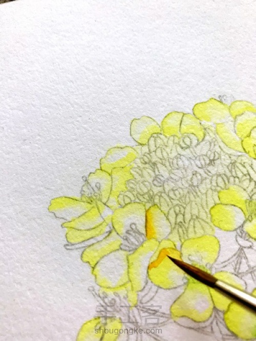 油菜花的水彩画法 第2步
