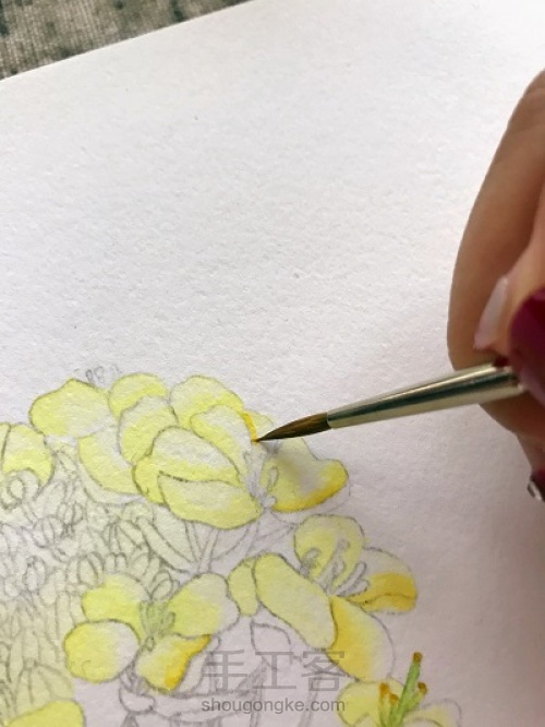 油菜花的水彩画法 第3步
