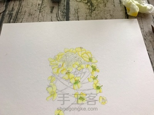 油菜花的水彩画法 第4步
