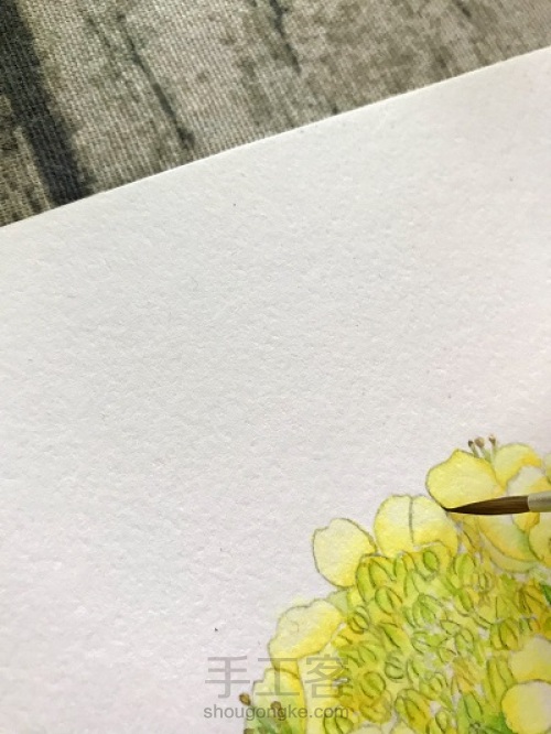 油菜花的水彩画法 第8步